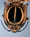 Lycoreus triocellatus